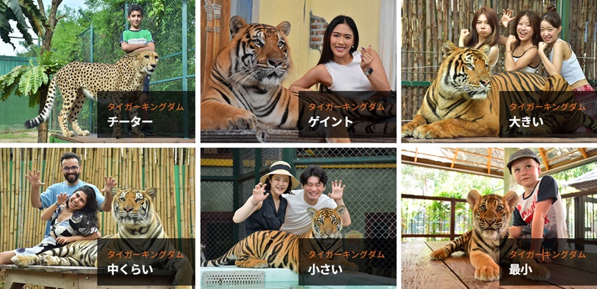 「タイのトラと触れ合える場所4選」徹底ガイド 【旅の大事典】